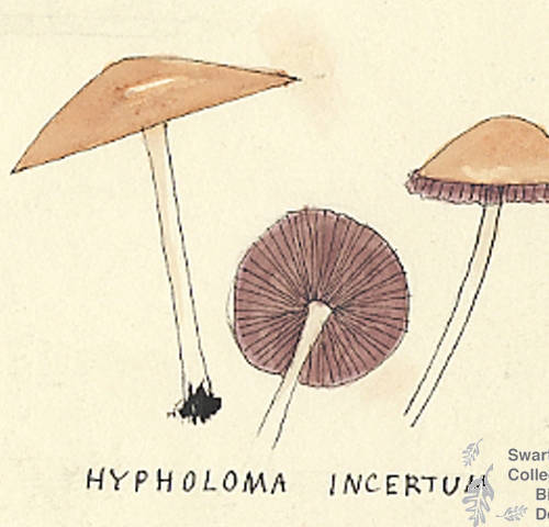 Botanical drawing of genus Hypholoma and species incertum