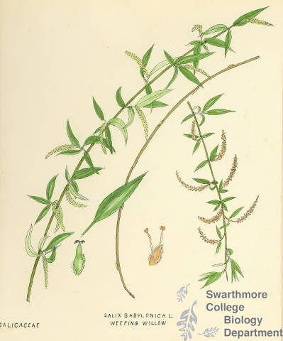 Botanical drawing of genus Salix and species babylonica
