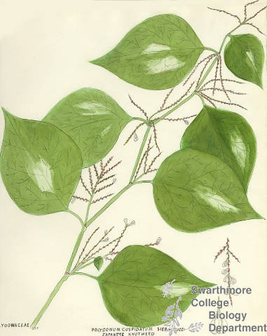 Botanical drawing of genus Polygonum and species cuspidatum