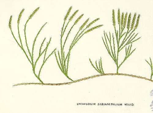 Botanical drawing of genus Lycopodium and species sabinaefolium