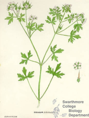 Botanical drawing of genus Geranium and species sibericum
