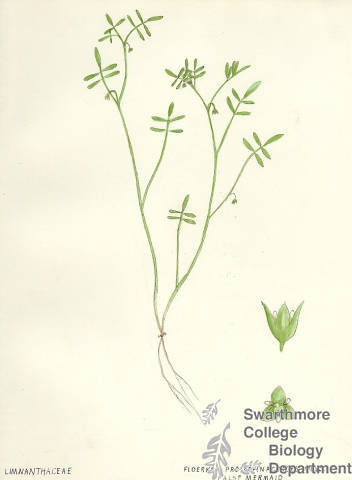 Botanical drawing of genus Floerkea and species proserpinacoides