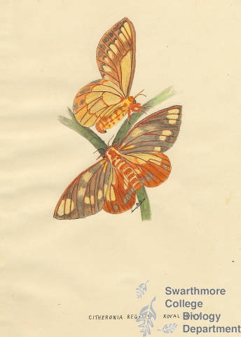 Botanical drawing of genus Citheronia and species regalis