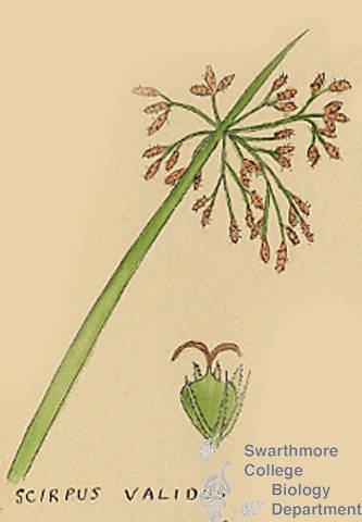 Botanical drawing of genus Scirpus and species validus