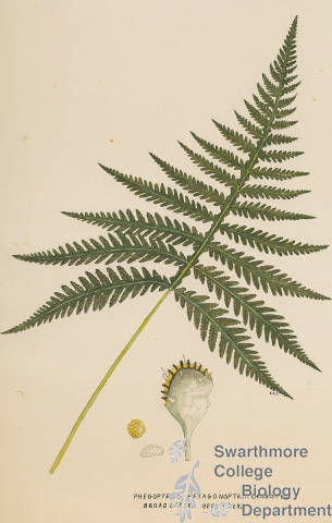 Botanical drawing of genus Phegopteris and species hexagonoptera