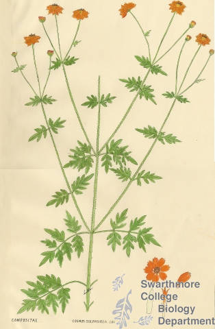 Botanical drawing of genus Cosmos and species sulphurea