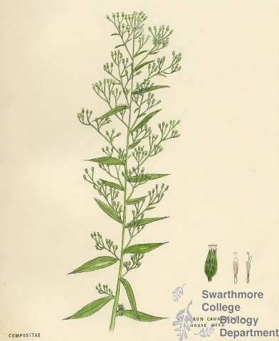 Botanical drawing of genus Erigeron and species canadensis