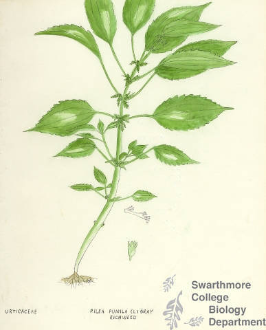 Botanical drawing of genus Pilea and species pumila