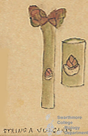 Botanical drawing of genus Syringa and species vulgaris