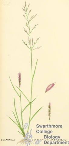 Botanical drawing of genus Eragrostis and species pilosa