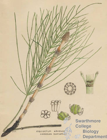 Botanical drawing of genus Equisetum and species arvense