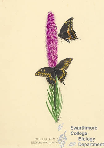 Botanical drawing of genus Papilio and species asterias