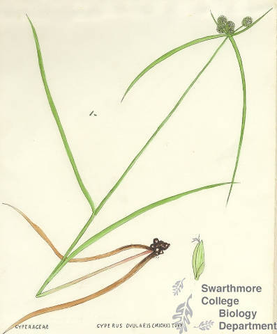 Botanical drawing of genus Cyperus and species ovularis