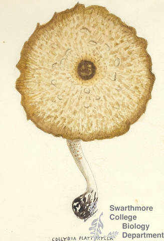 Botanical drawing of genus Collybia and species platyphylla