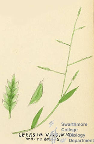 Botanical drawing of genus Leersia and species virginica