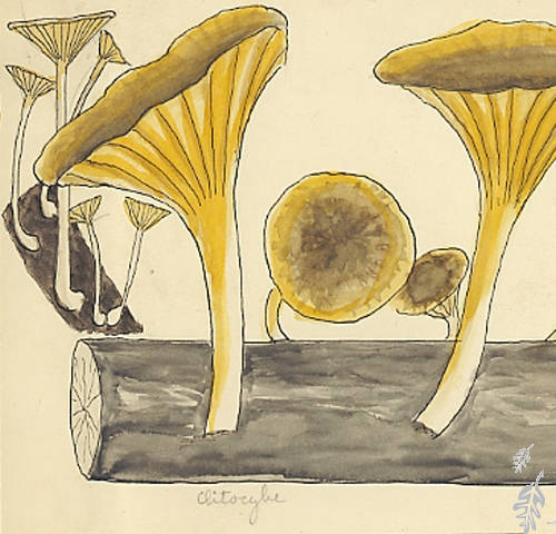 Botanical drawing of genus Clitocybe and species sp