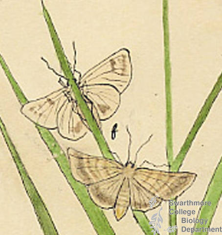 Botanical drawing of genus Comatophora and species ribearia