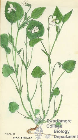 Botanical drawing of genus Viola and species striata