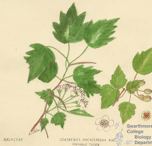 Botanical drawing of genus Crataegus and species macrosperma