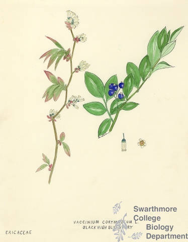 Botanical drawing of genus Vaccinium and species corymbosum