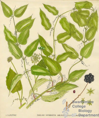 Botanical drawing of genus Smilax and species herbacea