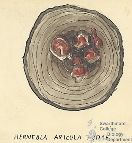 Botanical drawing of genus Herneola and species aricula-judae