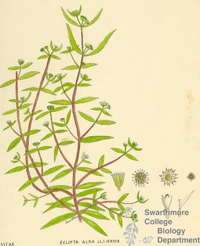 Botanical drawing of genus Eclipta and species alba