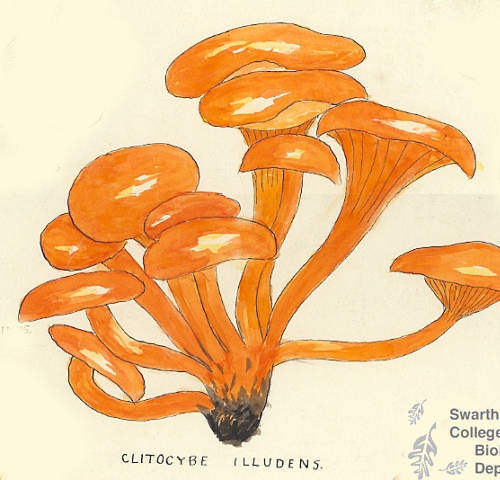 Botanical drawing of genus Clitocybe and species illudens