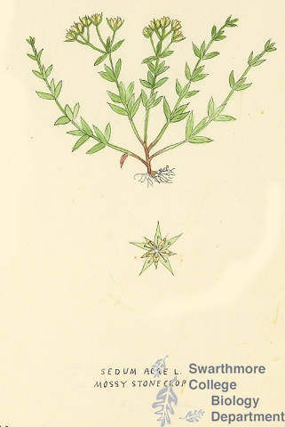 Botanical drawing of genus Sedum and species acre