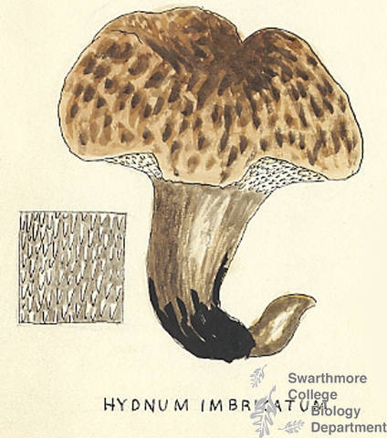 Botanical drawing of genus Hydnum and species impbricatum
