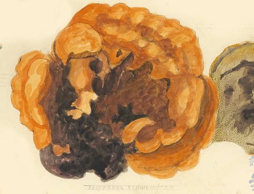 Botanical drawing of genus Polyporus and species schweinttzii