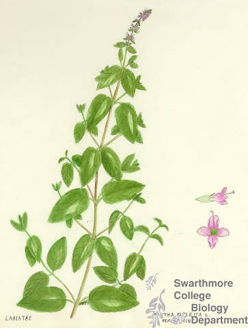 Botanical drawing of genus Mentha and species piperita