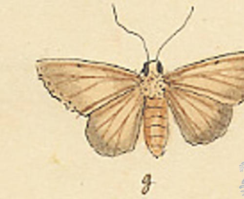 Botanical drawing of genus Homohadena and species badistriga