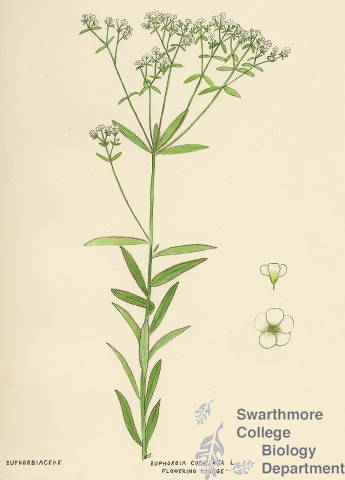 Botanical drawing of genus Euphorbia and species corollata