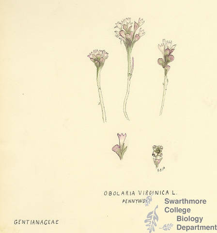 Botanical drawing of genus Obolaria and species virginica