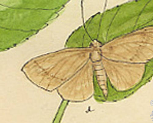 Botanical drawing of genus Caberodes and species marjoraria