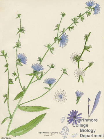 Botanical drawing of genus Cichorium and species intybus