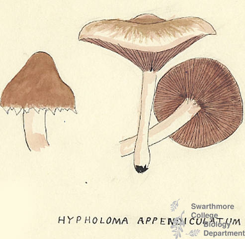 Botanical drawing of genus Hypholoma and species appendiculatum