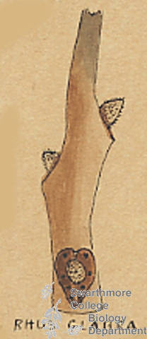Botanical drawing of genus Rhus and species glabra