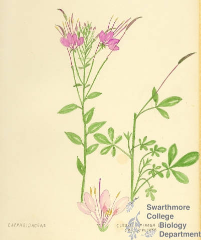 Botanical drawing of genus Cleome and species spinosa