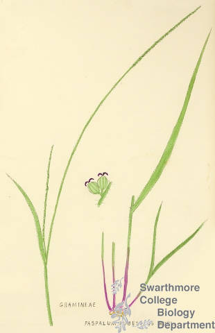 Botanical drawing of genus Paspalum and species pubescens