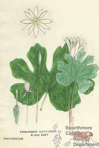 Botanical drawing of genus Sanguinaria and species canadensis