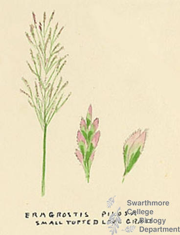 Botanical drawing of genus Eragrostis and species pilosa