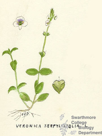 Botanical drawing of genus Veronica and species serpyllifqlia