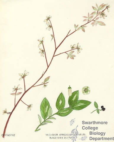 Botanical drawing of genus Vaccinium and species atrococcum