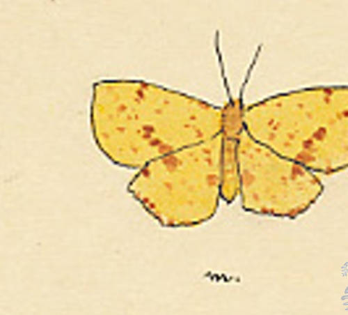 Botanical drawing of genus Xanthotype and species caelaria