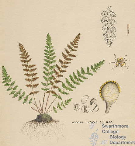 Botanical drawing of genus Woodsia and species ilvensis