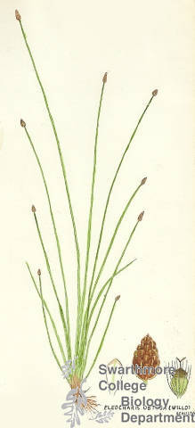 Botanical drawing of genus Eleocharis and species obtusa