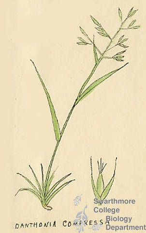 Botanical drawing of genus Danthonia and species compressa
