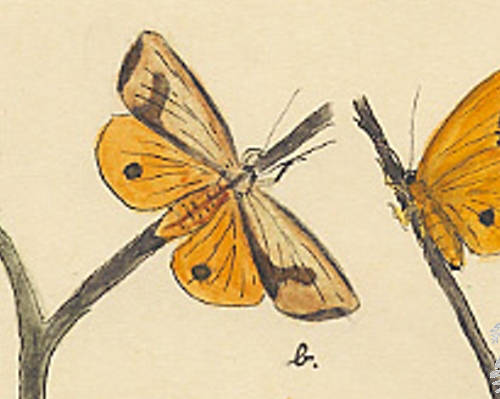Botanical drawing of genus Haploa and species clymene